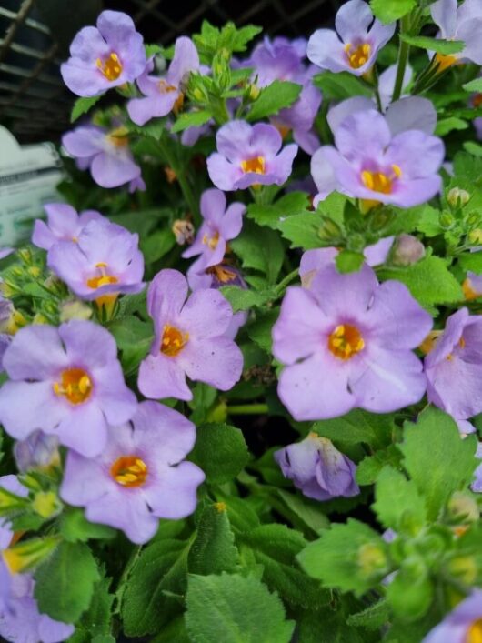 Bacopa 'Blue/Mauve'
