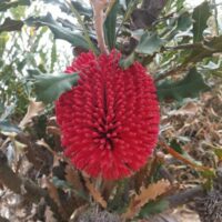 The Banksia caleyi 'Red Lantern' in a 6" pot features vibrant red, spiky flowers surrounded by jagged green leaves and dried foliage, offering unique beauty to any garden.