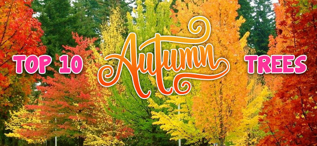 Top 10 Autumn Trees