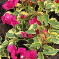 The Bougainvillea 'Raspberry Ice' in an 8" pot features bright pink bracts and green-yellow leaves, making it ideal for a vibrant garden.