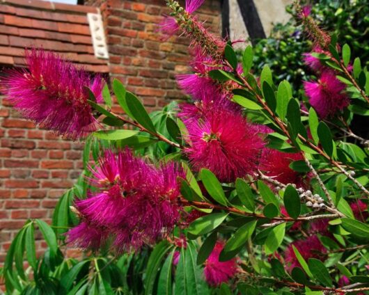 Callistemon 'Hot Pink' 6" Pot