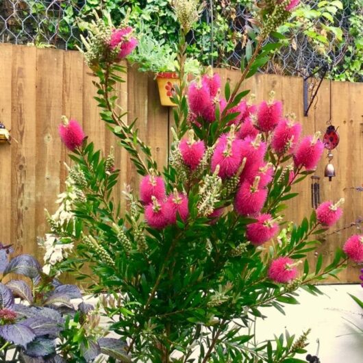Hello Hello Plants Nursery Melbourne Victoria Australia Callistemon citrinus x pallidus 'Hot Pink' Native Plant Pink Flowers