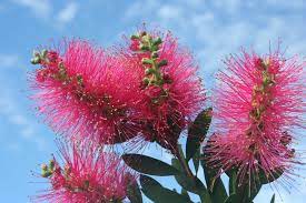 Close-up of Callistemon 'Hot Pink' 6" Pot flowers with vibrant pink bottlebrush blooms and green stems set against a crisp blue sky.