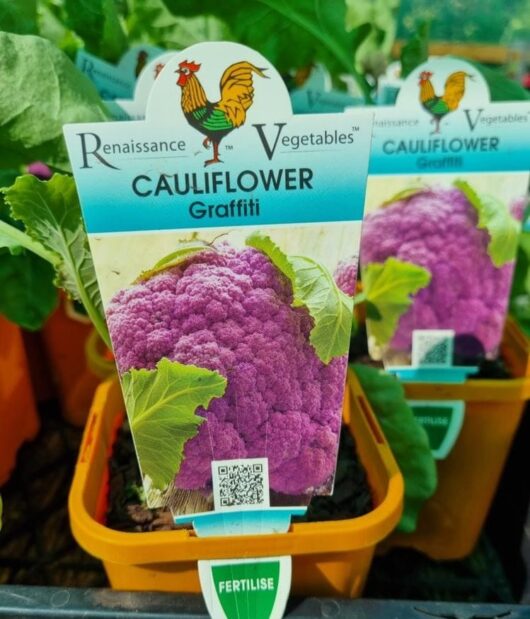 Cauliflower 'Graffiti' 4" Pot