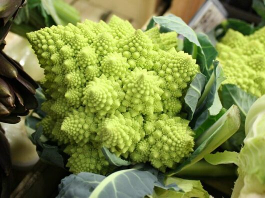 Cauliflower 'Paleface' 4" Pot