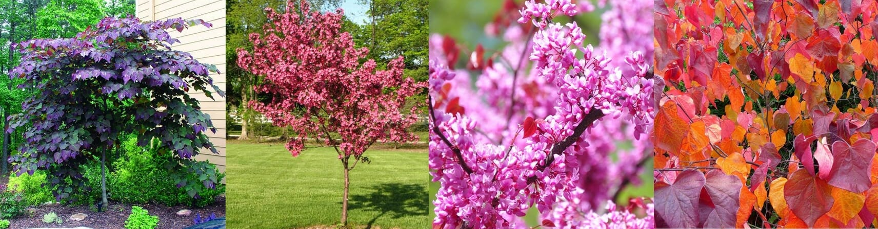 Cercis Canadensis ‘Forest Pansy’