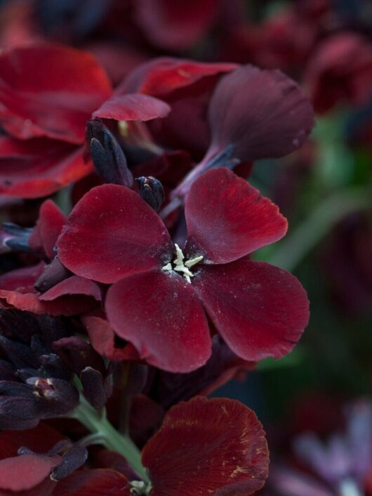 Cheiranthus 'Vulcan' Wallflower 4" Pot