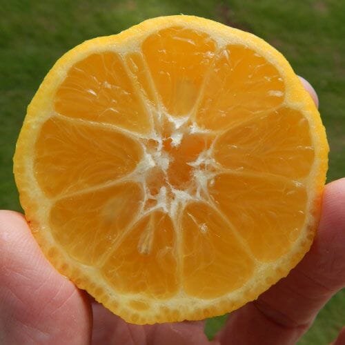 Citrus