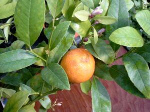 A Citrus 'Rangpur Lime' 2L Pot features an orange fruit hanging from a leafy branch adorned with small purple buds, capturing the essence of this unique plant.