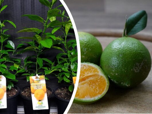 Citrus 'Rangpur Lime' 2L Pot