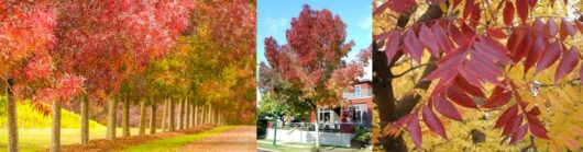 Claret Ash -Fraxinus oxycarpa ‘Raywoodii’ 