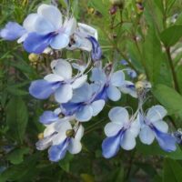 Clusters of butterfly-shaped blue and white flowers with long stamens emerge gracefully from the green leaves of the Clerodendron 'Blue Butterfly Bush,' thriving perfectly in a 6" pot.