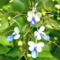 Clerodendron 'Blue Butterfly Bush' 6" Pot