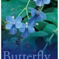 Clerodendron 'Blue Butterfly Bush' 6" Pot