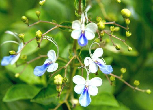 Clerodendron 'Blue Butterfly Bush' 6" Pot