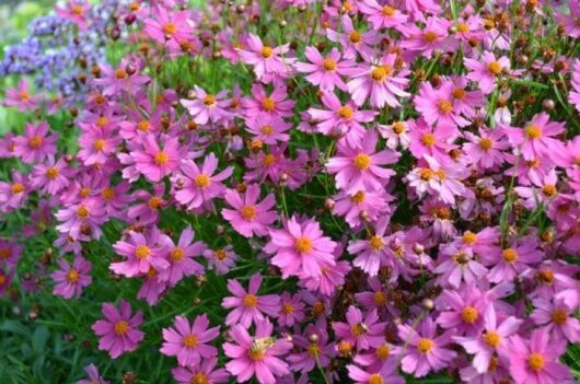 Coreopsis 'Pink Lady' 6" Pot