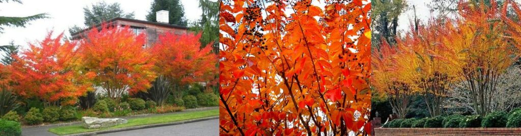 crepe myrtle autumn colours