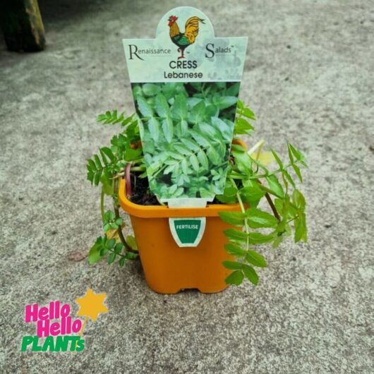 Cress 'Lebanese' 4" Pot