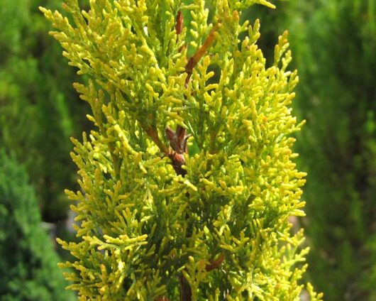 Cupressus 'Swanes Gold' Conifer 8" Pot