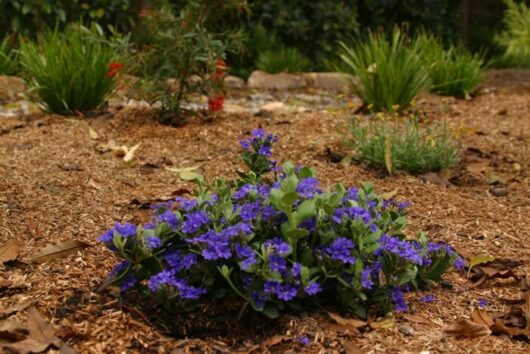 Dampiera 'Cobalt Mound' 6" Pot