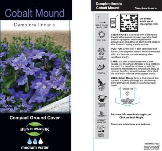 Dampiera 'Cobalt Mound' 6" Pot