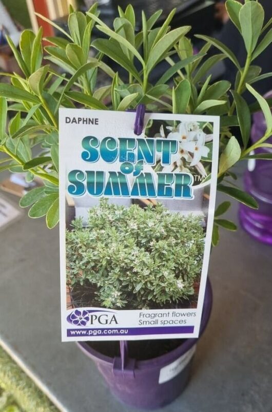Daphne 'Scent of Summer' 6" Pot