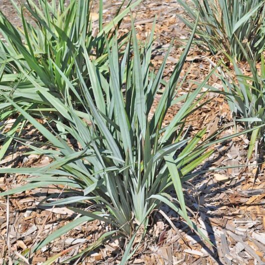 Dianella 'Blue Stream™'