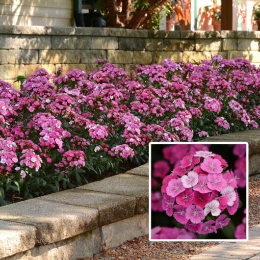 Dianthus 'Jolt Pink' 4" Pot