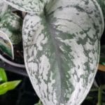 Epipremnum 'Devil's Ivy' Silver Satin - Scindapsus pictus