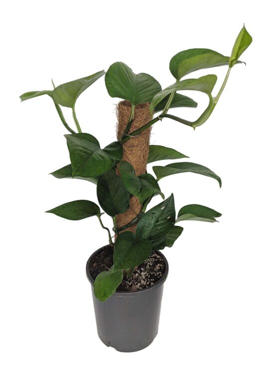 Epipremnum 'Green Dragon' Devil's Ivy Totem 7" Pot