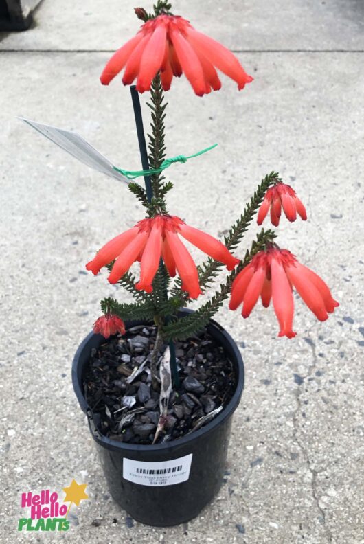 Hello hello plants Erica cerinthoides 'Red Hairy Heath' 6in Pot