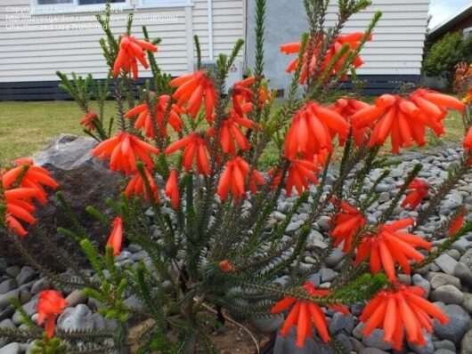 Erica 'Red Hairy Heath' 6" Pot