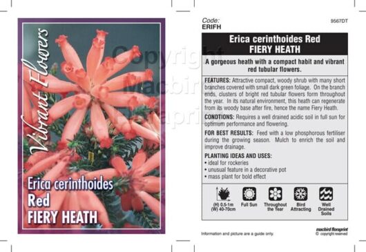 Erica 'Red Hairy Heath' 6" Pot
