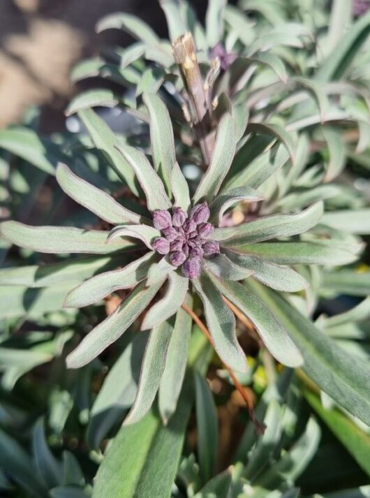 Erysimum 'Bowles Me Away' Wallflower 6" Pot
