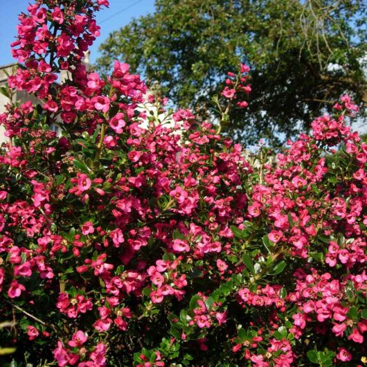Escallonia macrantha