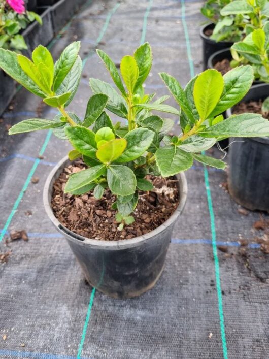 Escallonia macrantha