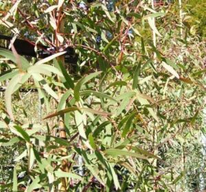 A dense cluster of green eucalyptus leaves with red stems, resembling the vibrant Eucalyptus 'Red Spotted Gum,' is ideal for a 16" pot.