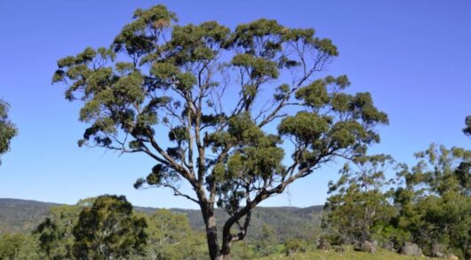 Eucalyptus 'Grey Box'