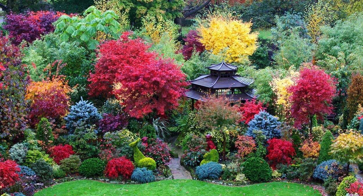 Autumn colour garden