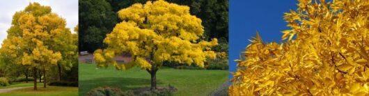 Fraxinus 'Golden Ash' Tree