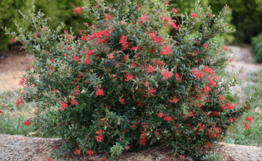 Grevillea 'Ruby Jewel' PBR