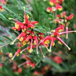 Close-up of vibrant red and yellow flowers of the Grevillea 'Winter Flame' PBR in an 8" pot, set against lush green leaves.