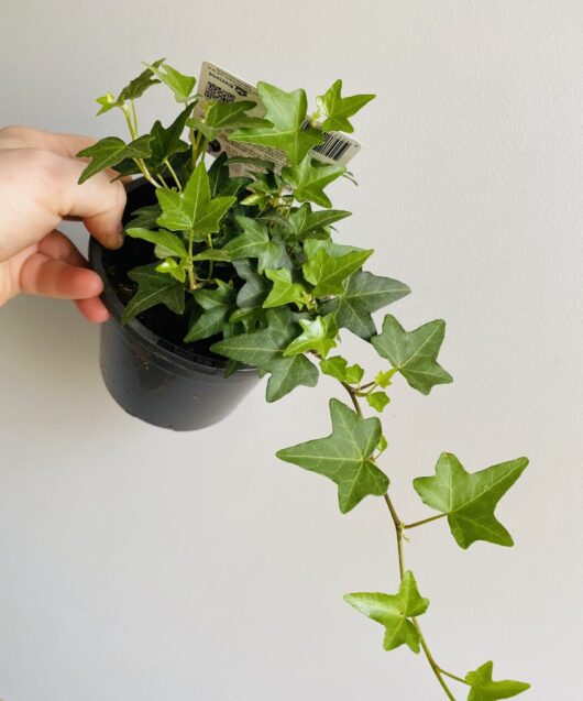 Hedera 'Pittsburgh' Ivy