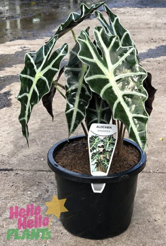 Alocasia 'Amazonian Elephant Ear' 7" Pot