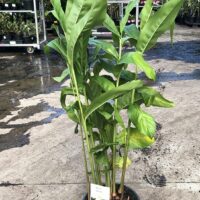 Hello Hello plants nursery melbourne victoria australia Alpina Galanga Nutans dwarf cardamom 20cm Pot