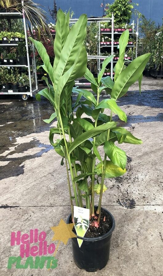 Hello Hello plants nursery melbourne victoria australia Alpina Galanga Nutans dwarf cardamom 20cm Pot