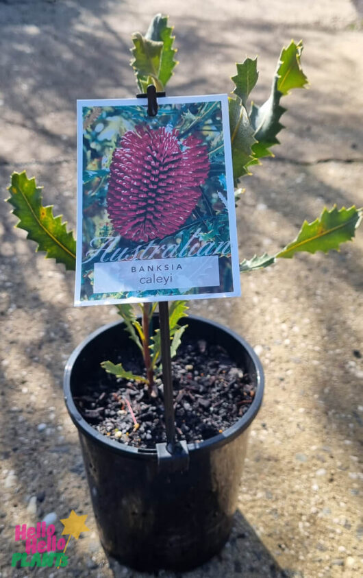 Hello Hello Plants Banksia caleyi ‘Red Lantern’ 6in Pot