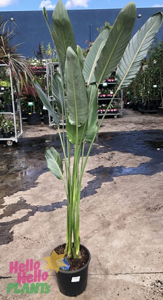 Hello Hello Plants Nursery Melbourne Victoria Australia Bird of Paradise Strelitzia reginae 10in pot