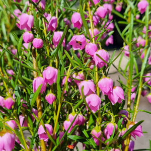 Hello Hello Plants Boronia heterophylla ‘Just Margaret’ flowers 2
