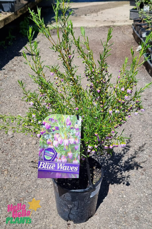 Hello Hello Plants Boronia megastigma ‘Blue Waves’ PBR 6″ Pot